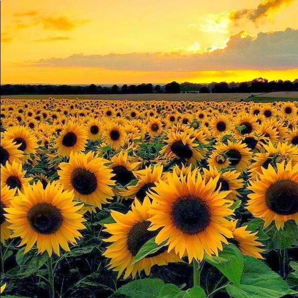 Meet your Posher, Inindia - Picture 1 of 1